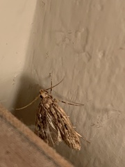 Aglossa disciferalis
