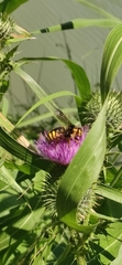 Anthidium florentinum
