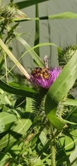 Anthidium florentinum