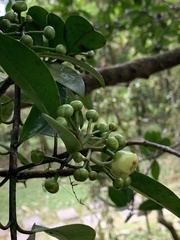 Garcinia multiflora