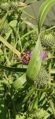 Anthidium florentinum