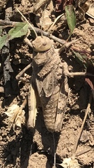 Pezotmethis tartarus montanus