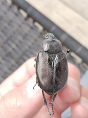 Osmoderma subplanata