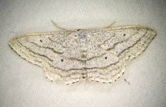 Scopula ancellata
