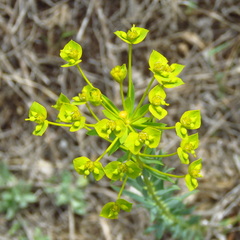 Euphorbia heteradena