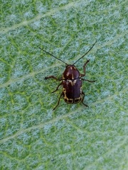 Cryptocephalus castaneus