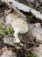 Hydnum washingtonianum