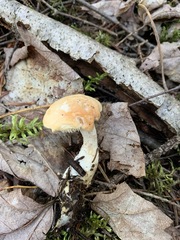 Hydnum washingtonianum