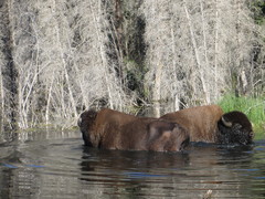 Bison bison athabascae