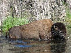 Bison bison athabascae
