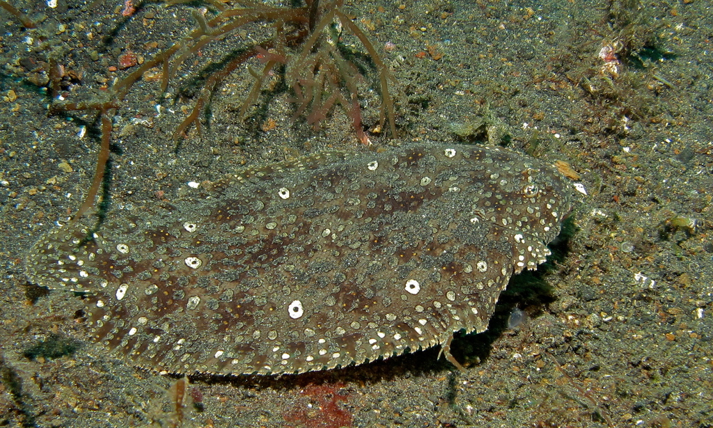 Peacock Sole