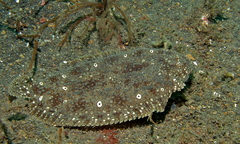 Peacock Sole photo 4