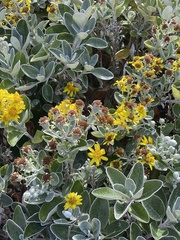 Brachyglottis × jubar