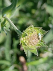 Placochilus seladonicus