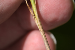 Carex echinodes