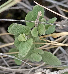 Salvia ballotiflora