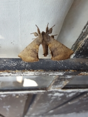 Apatelodes torrefacta