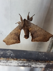 Apatelodes torrefacta