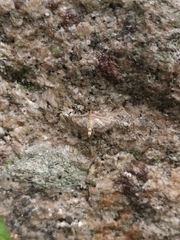 Cnaphalocrocis trebiusalis