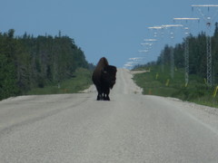 Bison bison athabascae