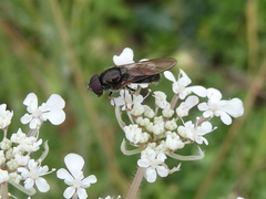 Cheilosia pagana
