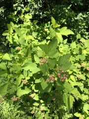 Physocarpus intermedius