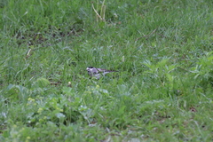 Motacilla alba