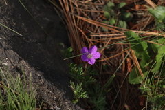 Geranium potentillifolium