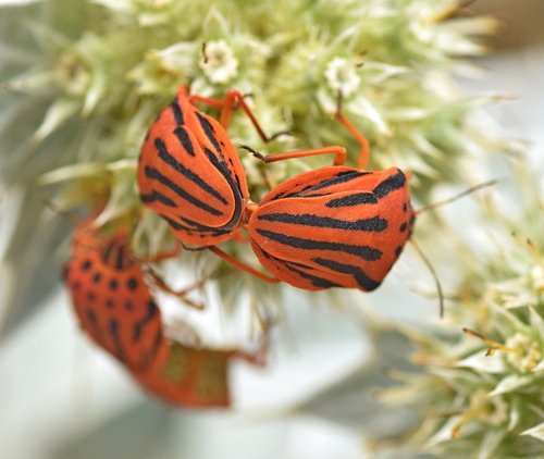Semipunctated Shield Bug