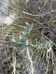 Leucophyllum ambiguum