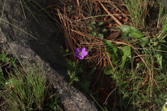 Geranium potentillifolium