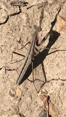 Bolivaria
