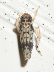 Scaphoideus obtusus