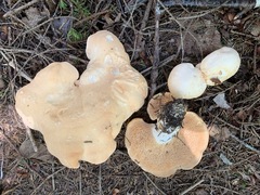 Hydnum washingtonianum