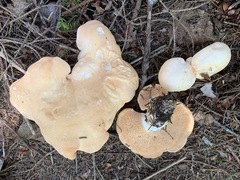 Hydnum washingtonianum