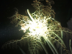 Astrophyton muricatum