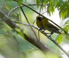 Caryothraustes poliogaster