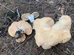 Hydnum washingtonianum