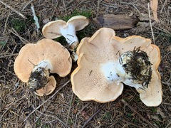 Hydnum washingtonianum