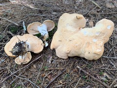 Hydnum washingtonianum