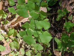 Adiantum jordanii image