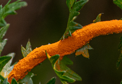 Triphragmium filipendulae