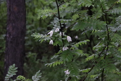 Clematis alpina sibirica