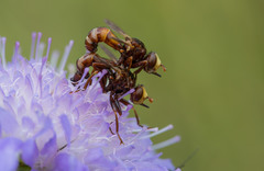 Sicus ferrugineus