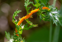 Triphragmium filipendulae