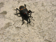 Cactophagus spinolae