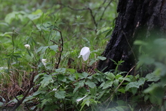 Clematis alpina sibirica
