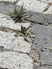 Lycaena phlaeas
