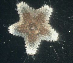 Asterina phylactica