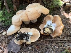 Hydnum washingtonianum